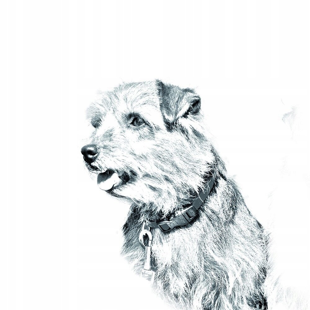 Норфолк-терьер Складное карманное зеркальце Inna Marka
Норфолк-терьер Складное карманное зеркальце Inna Marka