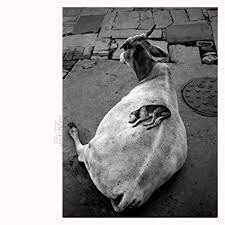 Виниловая пластинка Abrahams, Leo / Ismaily, Shahzad - Visitations
Виниловая пластинка Abrahams, Leo / Ismaily, Shahzad - Visitations