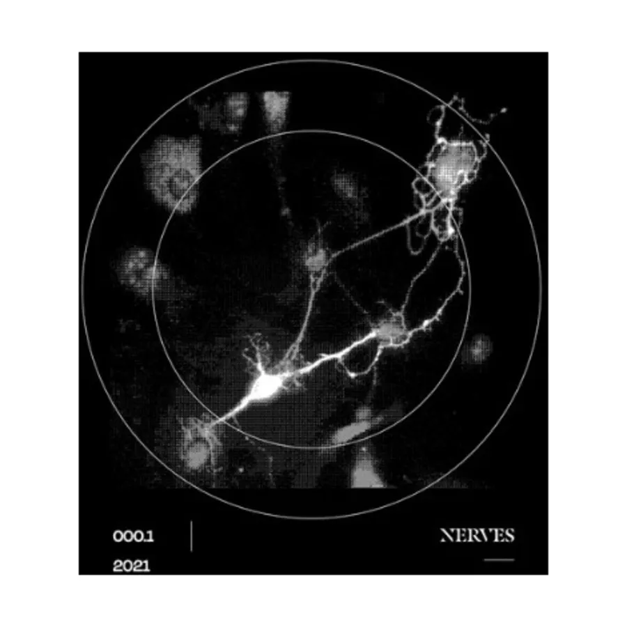 Nerves - An Analytical TTRPG Zine, Role Playing Games (Exalted Funeral), мягкая обложка 
Nerves - An Analytical TTRPG Zine, Role Playing Games (Exalted Funeral), мягкая обложка