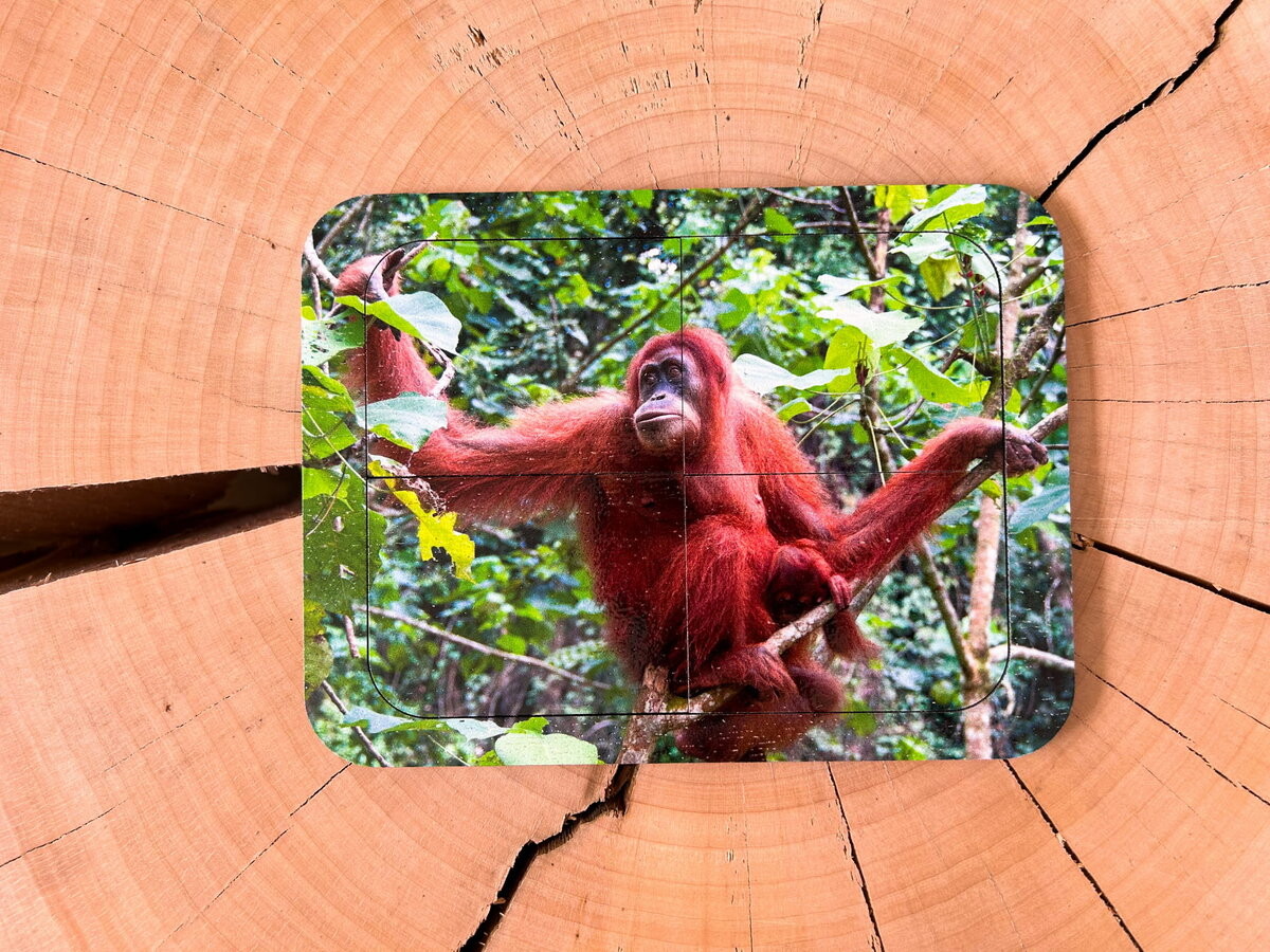 Орангутан, деревянный пазл с четырьмя элементами, основа с подписью, первый пазл Inna marka 
Орангутан, деревянный пазл с четырьмя элементами, основа с подписью, первый пазл Inna marka