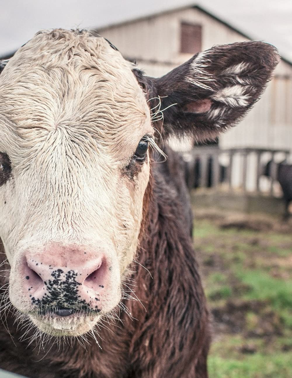 Cow Gift - Cow Journal : An awesome Cow notebook, Cow themed gift, Cow birthday gift, Cow gift for women, Cow gifts for kids, Cow gag gift, Cow items ... 8.5 x11 inches (44.50 x 28.57 CM ) 120 Pages
Cow Gift - Cow Journal : An awesome Cow notebook, Cow themed gift, Cow birthday gift, Cow gift for women, Cow gifts for kids, Cow gag gift, Cow items ... 8.5 x11 inches (44.50 x 28.57 CM ) 120 Pages