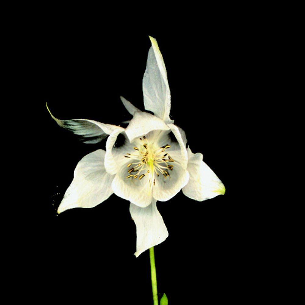 Диск CD Happiness - Fridge
Диск CD Happiness - Fridge