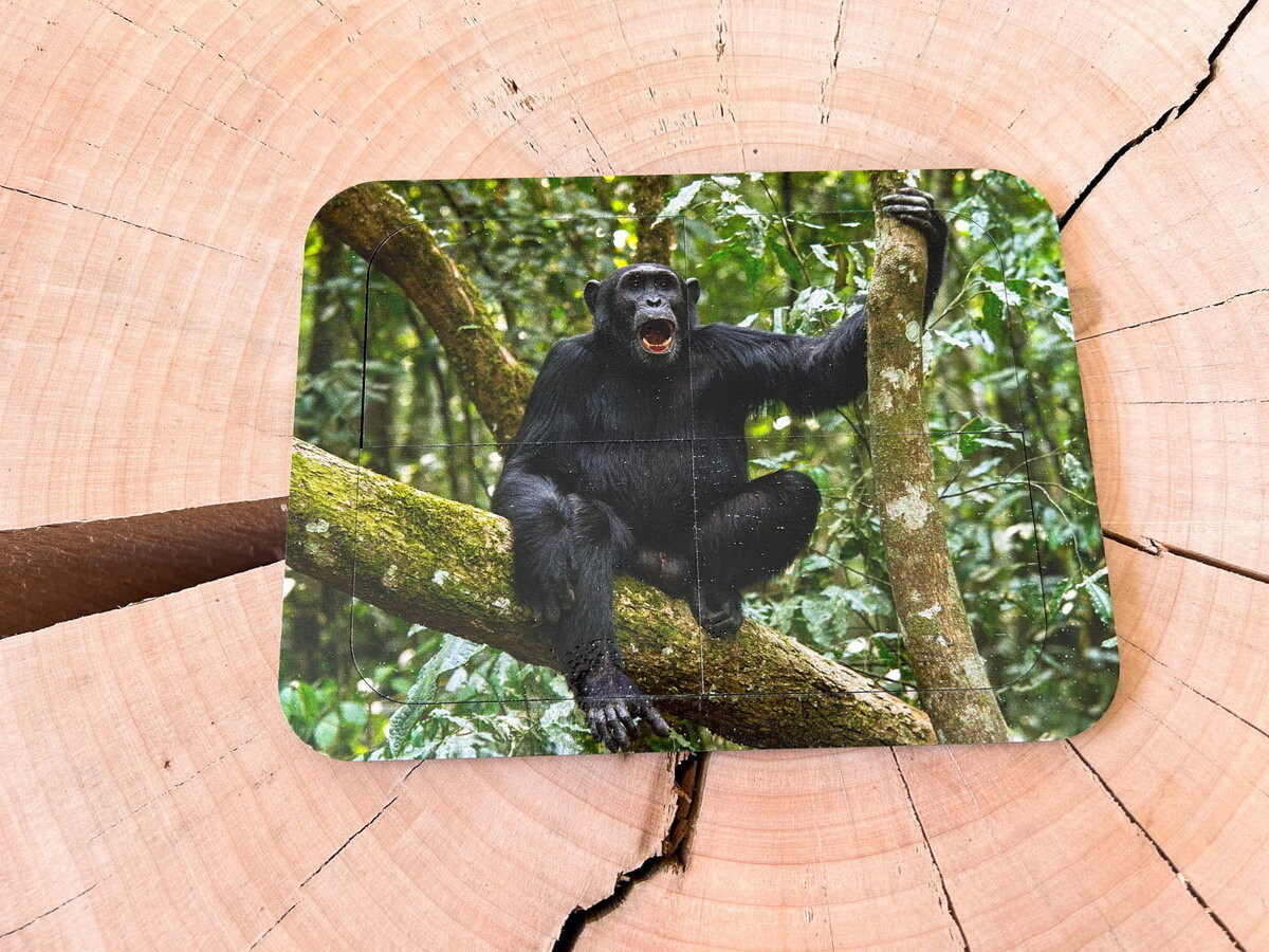 Шимпанзе, деревянный пазл из четырех частей, основа с подписью, первый пазл Inna marka
Шимпанзе, деревянный пазл из четырех частей, основа с подписью, первый пазл Inna marka