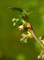 Мса Рибес Нигрум 50 мл Herboplanet
Мса Рибес Нигрум 50 мл Herboplanet