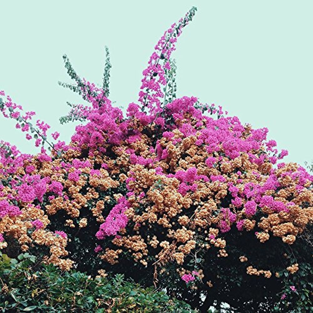 Виниловая пластинка LP Turn Into - Jay Som
Виниловая пластинка LP Turn Into - Jay Som