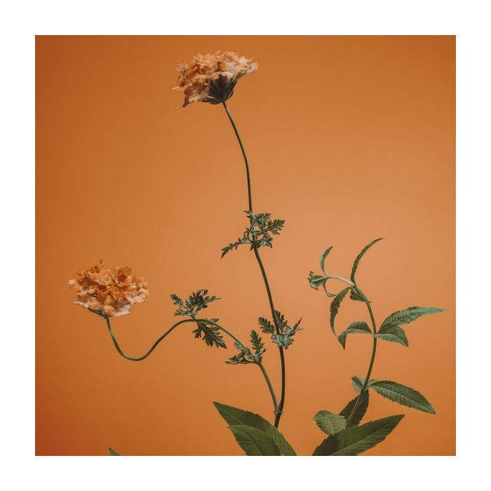 Женская туалетная вода Verbena Limited Edition EDT Mujer Adolfo Dominguez, 1 unidad
Женская туалетная вода Verbena Limited Edition EDT Mujer Adolfo Dominguez, 1 unidad