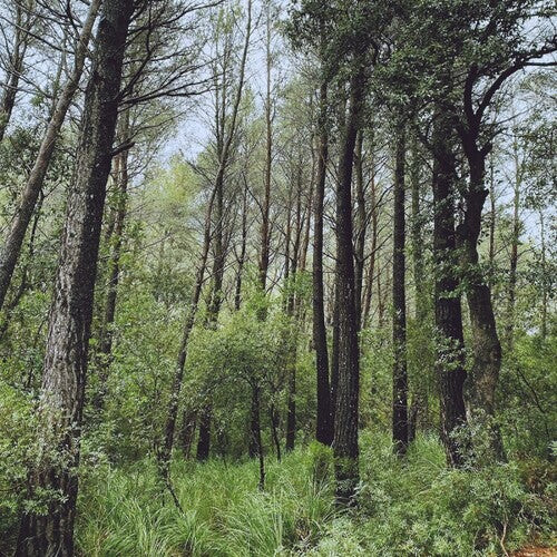 Виниловая пластинка L.A.: Evergreen Oak
Виниловая пластинка L.A.: Evergreen Oak