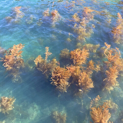 CD диск Turn on the Sunlight: Ocean Garden 
CD диск Turn on the Sunlight: Ocean Garden