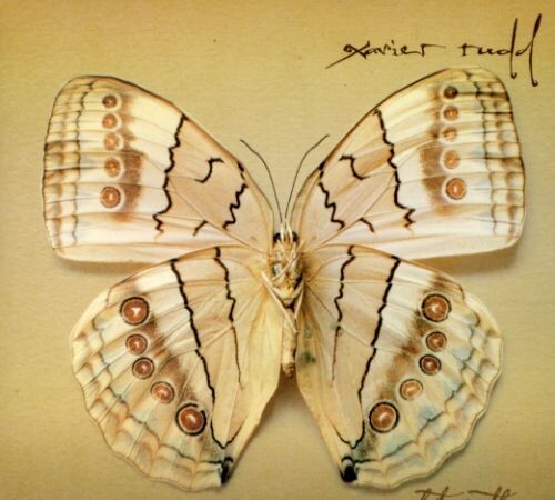 CD диск Rudd, Xavier: White Moth
CD диск Rudd, Xavier: White Moth