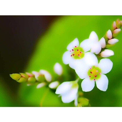 Натуральное масло ши Bio Glass 50 мл, Etja
Натуральное масло ши Bio Glass 50 мл, Etja