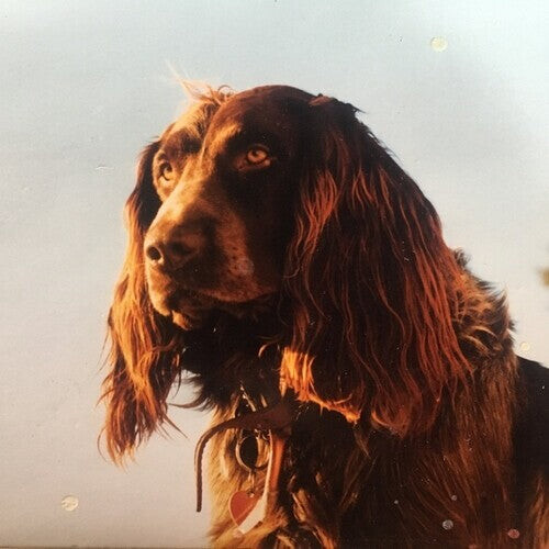 CD диск Kernel, Peter: The Size Of The Night
CD диск Kernel, Peter: The Size Of The Night