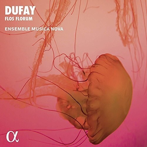 CD диск Dufay / Ensemble Musica Nova: Flos Florum
CD диск Dufay / Ensemble Musica Nova: Flos Florum