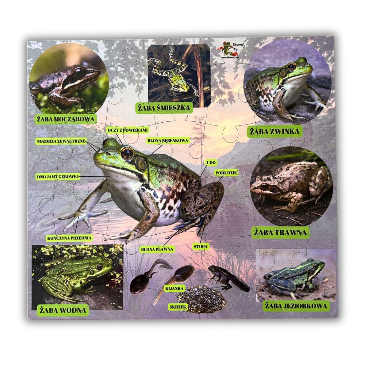 Пазл про лягушек, деревянный пазл, виды лягушек в Польше Inna marka
Пазл про лягушек, деревянный пазл, виды лягушек в Польше Inna marka