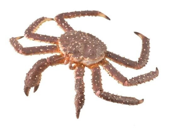 Collecta, Коллекционная фигурка, Камчатский краб
Collecta, Коллекционная фигурка, Камчатский краб