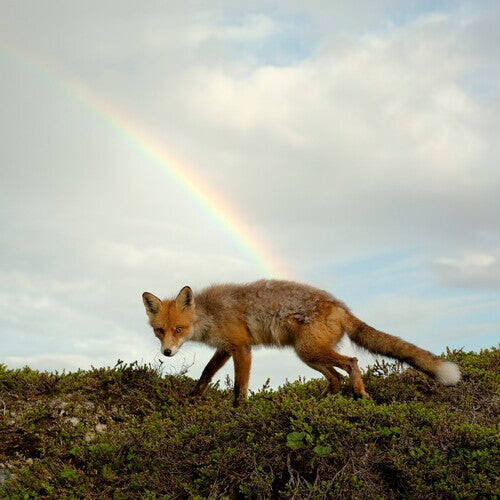Виниловая пластинка Meek, Buck: Buck Meek (Translucent Green Vinyl)
Виниловая пластинка Meek, Buck: Buck Meek (Translucent Green Vinyl)
