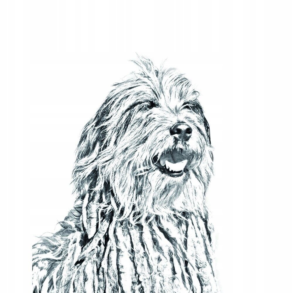 Бергамская овчарка Складное карманное зеркало Inna Marka
Бергамская овчарка Складное карманное зеркало Inna Marka