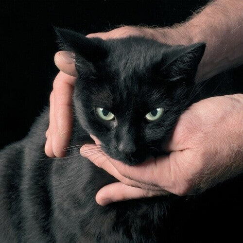 Виниловая пластинка Kernel, Peter: White Death, Black Heart
Виниловая пластинка Kernel, Peter: White Death, Black Heart