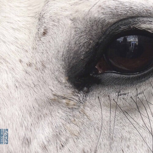 CD диск Dlugoszewski: Openings of the Eye
CD диск Dlugoszewski: Openings of the Eye