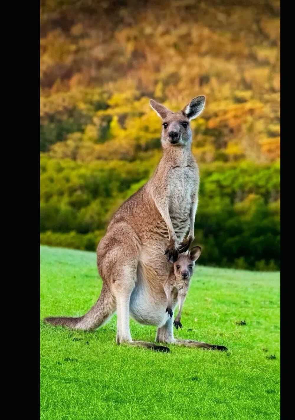 Drawing book (Independently published)
Drawing book (Independently published)