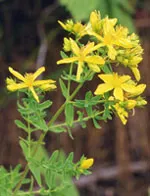 Tsa Hipericum Perforatum 50 мл Зверобой Herboplanet
Tsa Hipericum Perforatum 50 мл Зверобой Herboplanet