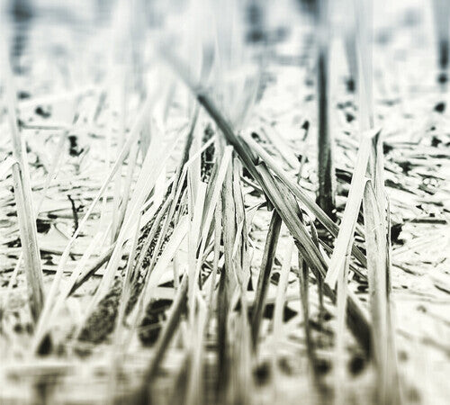 CD диск Scanner: An Ascent
CD диск Scanner: An Ascent