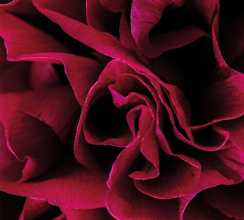 CD диск Boddy, Ian: Coil
CD диск Boddy, Ian: Coil