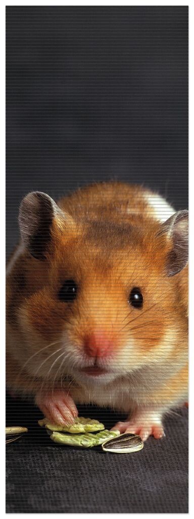 Коврик для душа Wallario, нескользящий коврик, коврик для ванной, коврик для ног, милый хомяк с орехами между лапами, размер ок. 180 х 65 см, коричневый 
Коврик для душа Wallario, нескользящий коврик, коврик для ванной, коврик для ног, милый хомяк с орехами между лапами, размер ок. 180 х 65 см, коричневый