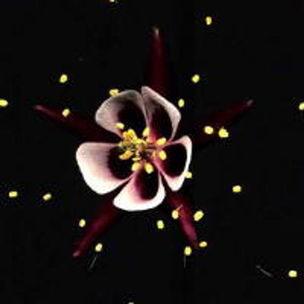 Виниловая пластинка LP Happiness - Fridge
Виниловая пластинка LP Happiness - Fridge