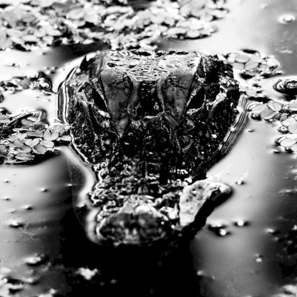 Виниловая пластинка LP Emanation Body
Виниловая пластинка LP Emanation Body