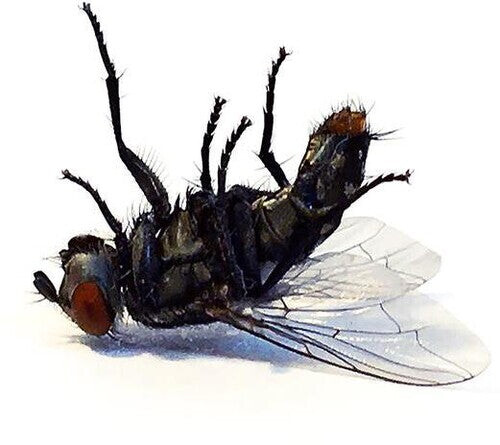 Виниловая пластинка Grocer: Bless Me
Виниловая пластинка Grocer: Bless Me