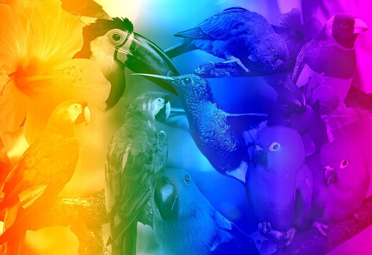 Пазл деревянный с фигурками - Градиентные птицы, размер М, 200 деталей Wooden.City
Пазл деревянный с фигурками - Градиентные птицы, размер М, 200 деталей Wooden.City