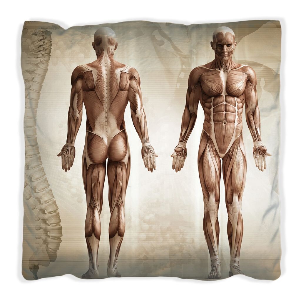 Подушка Wallario Premium, мягкая поверхность, с мотивом Human Anatomy I, размер: 60 x 60 см, с белой спинкой
Подушка Wallario Premium, мягкая поверхность, с мотивом Human Anatomy I, размер: 60 x 60 см, с белой спинкой