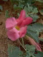 Ца Мелисса лекарственная 50 мл спазмолитик Herboplanet
Ца Мелисса лекарственная 50 мл спазмолитик Herboplanet