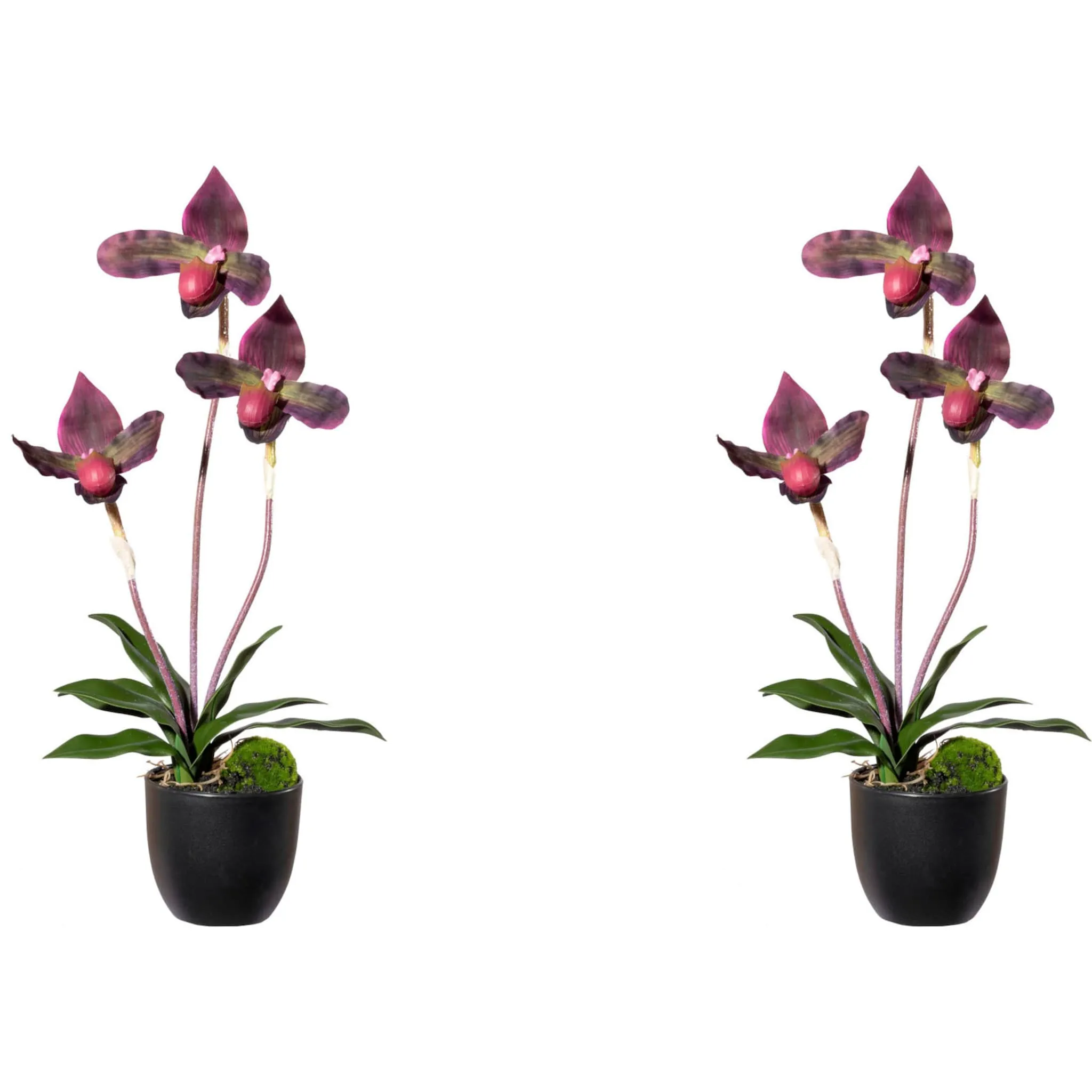 Зеленая искусственная орхидея Creativ «Orchidee Frauenschuh» с живыми цветами Creativ Green, цвет bordeaux
Зеленая искусственная орхидея Creativ «Orchidee Frauenschuh» с живыми цветами Creativ Green, цвет bordeaux