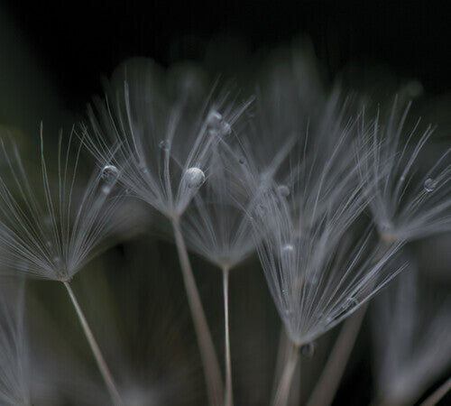 CD диск Boddy, Ian: Nevermore
CD диск Boddy, Ian: Nevermore