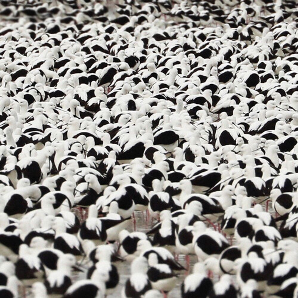 Виниловая пластинка LP Flood - Stella Donnelly
Виниловая пластинка LP Flood - Stella Donnelly