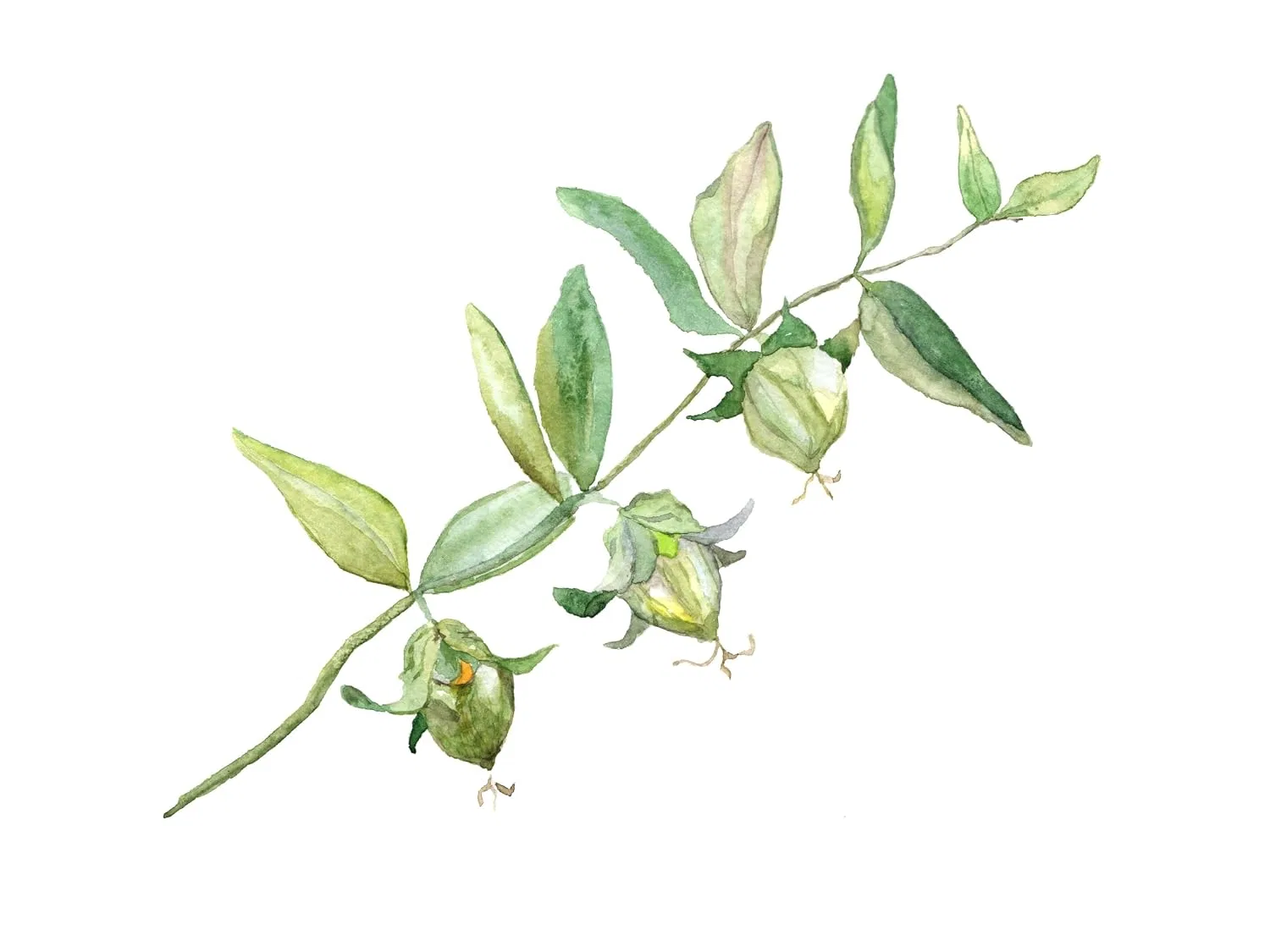 Масло для тела Jojoba Oil, un producto de 100% natural sl, 100мл — фото 3