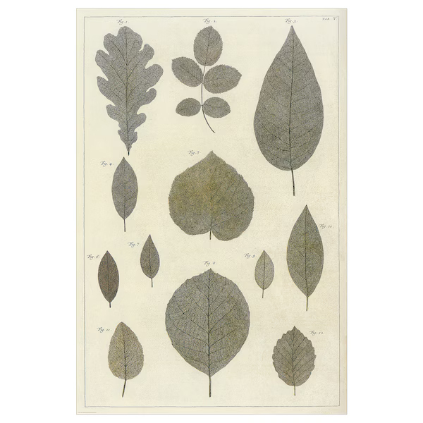 

Постер Ikea Bild Botanic Leaves Collection, 61х91 см