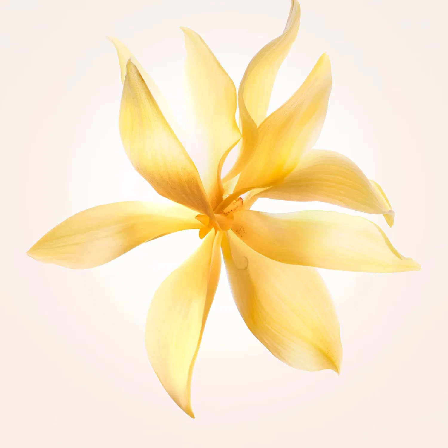 Парфюмерная вода NARCISO Ambrée с амброй NARCISO RODRIGUEZ, 30 мл — фото 2