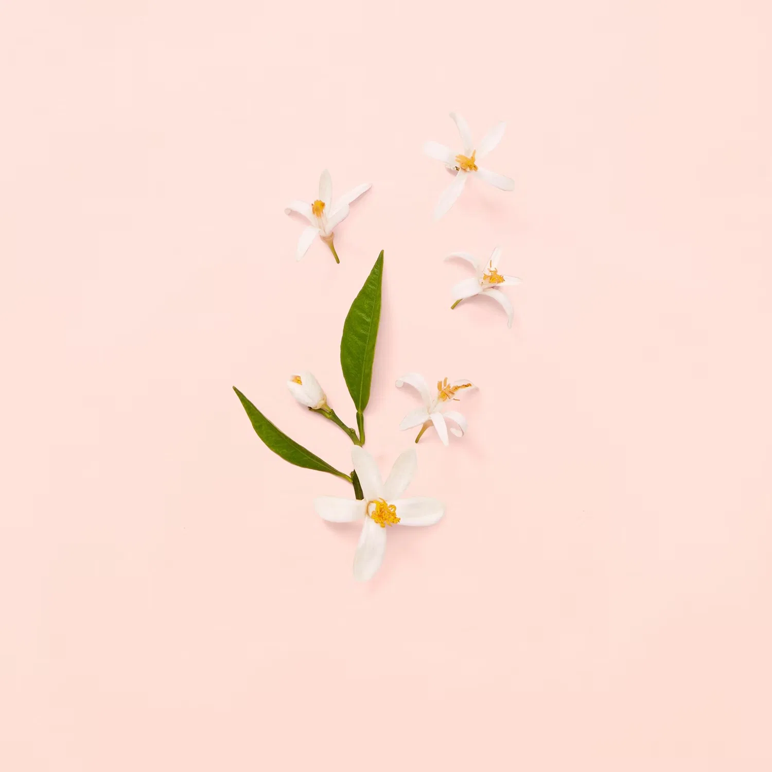 Туалетная вода 30 мл с ароматом жасмина GUCCI Bloom — фото 4
