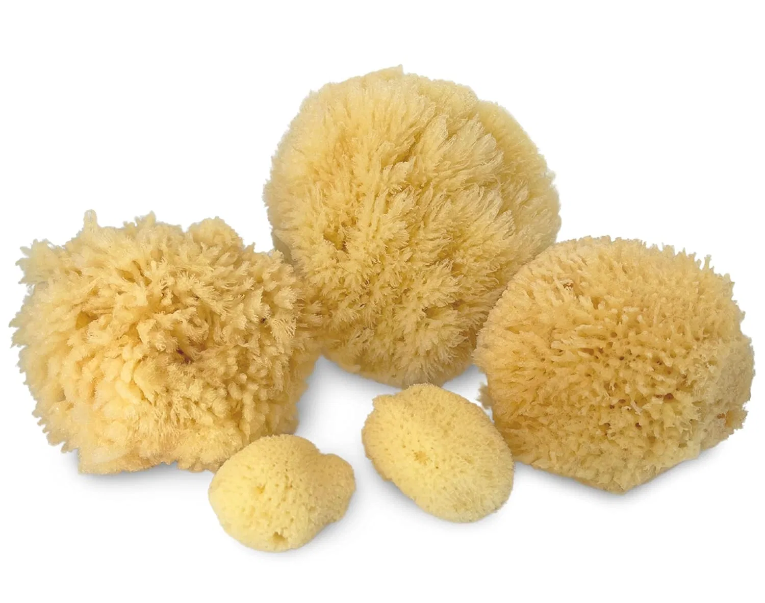Натуральные морские губки для ванны, 5 шт, Constantia Beauty, Yellow — фото 2
