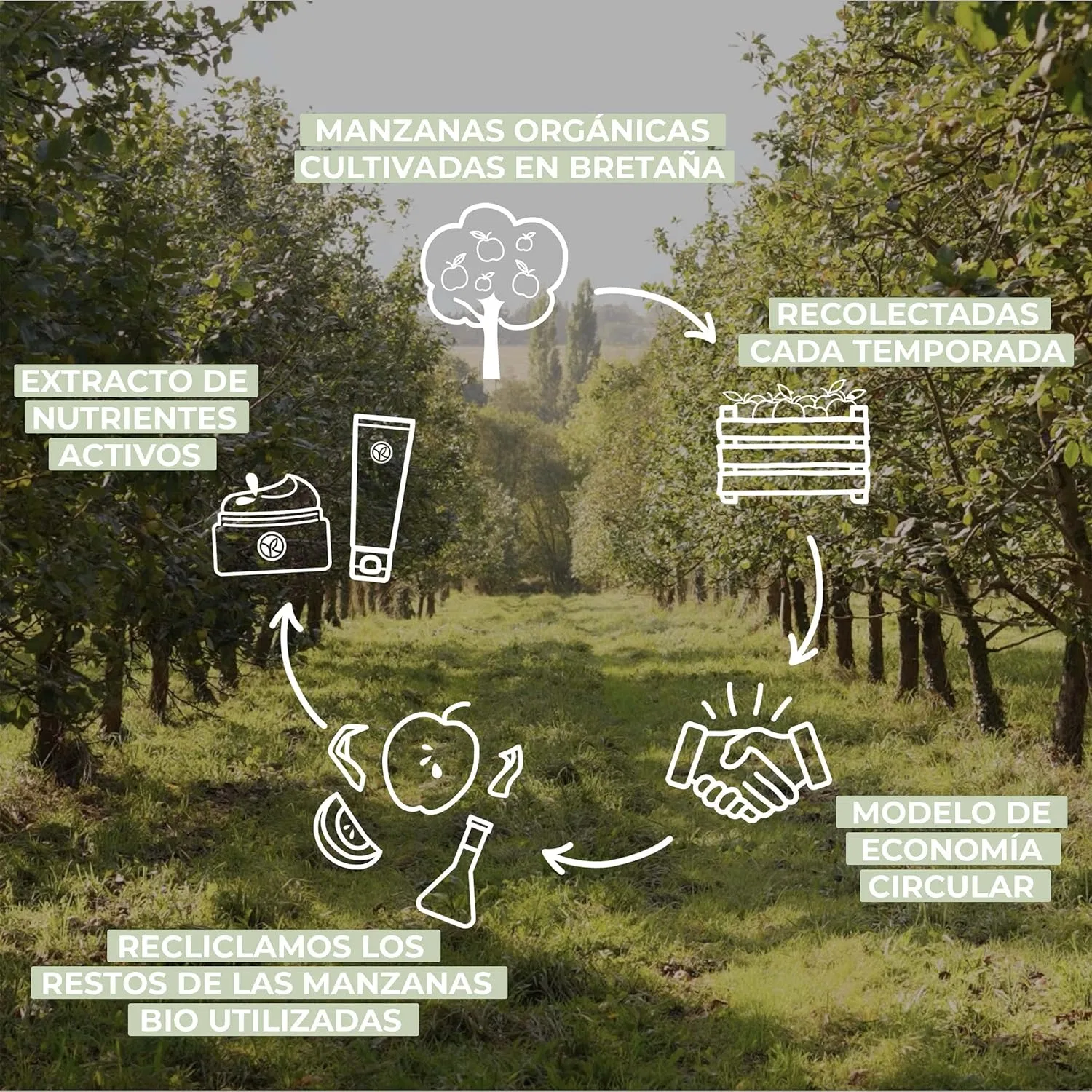 Бальзам для тела и лица Organic Apple Active, Yves Rocher, 100 мл — фото 3