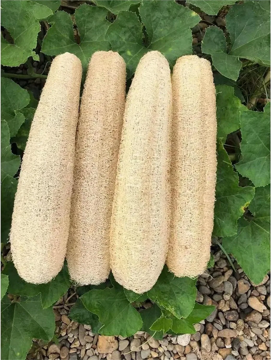 Мочалка для тела, Люфа, Натуральная, 30-40 см, Natural Generisch — фото 2