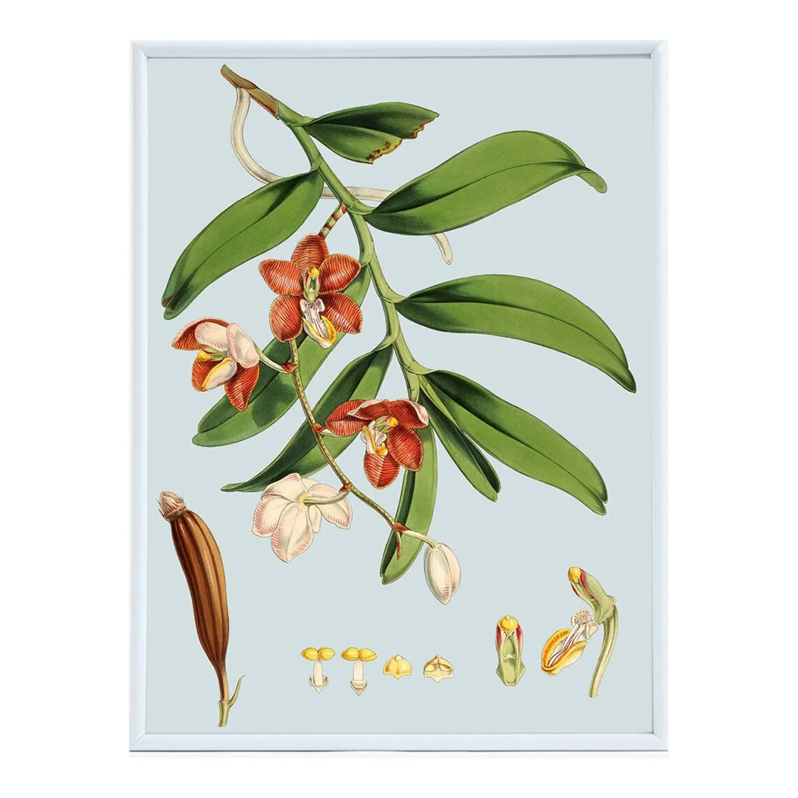 

Lam Orchids Flowers PSTR Studio Print + Frame - El Corte Inglés