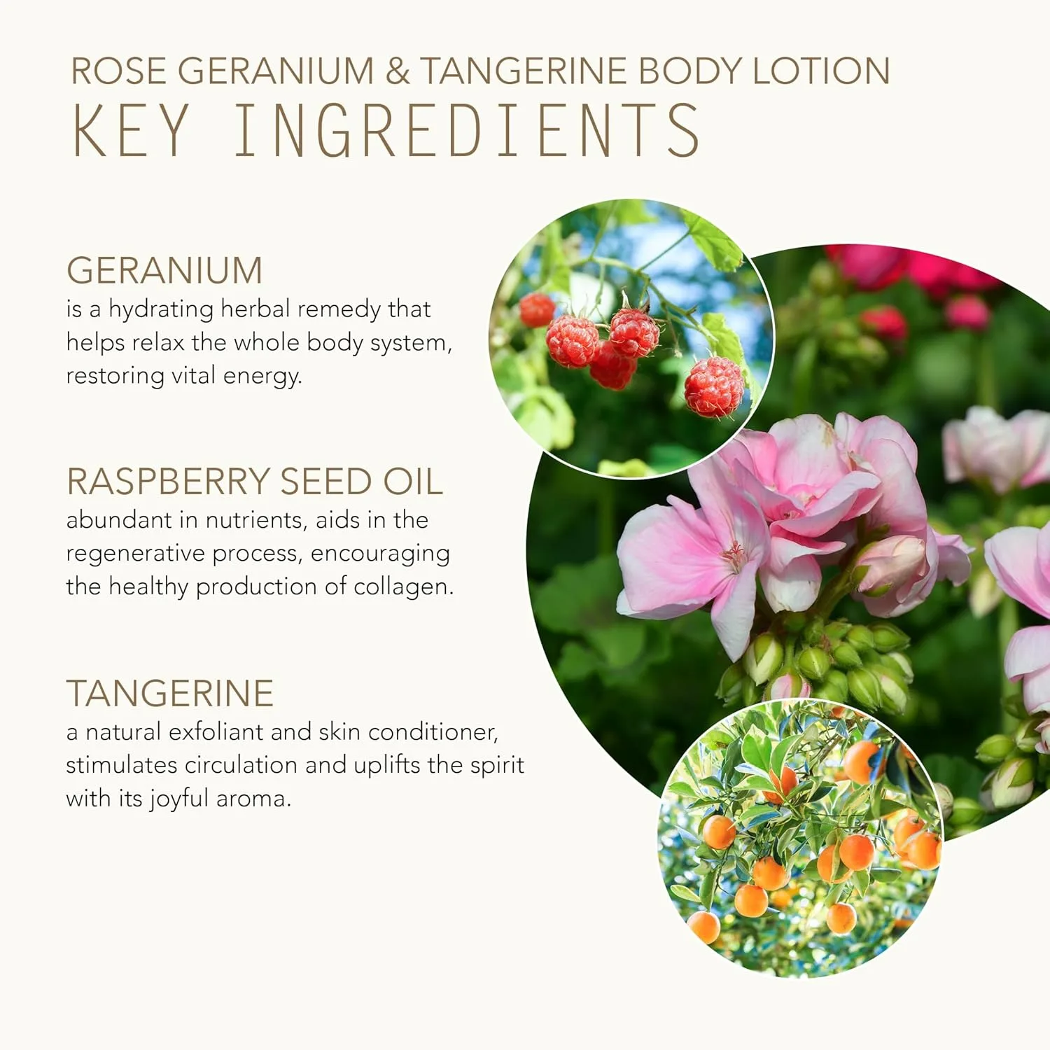 TAMMY FENDER - лосьон для тела Rose Geranium & Tangerine, натуральный, органический, без жестокости, нетоксичный уход, питательный и увлажняющий, для всех типов кожи (8 унций | 228 г) — фото 4