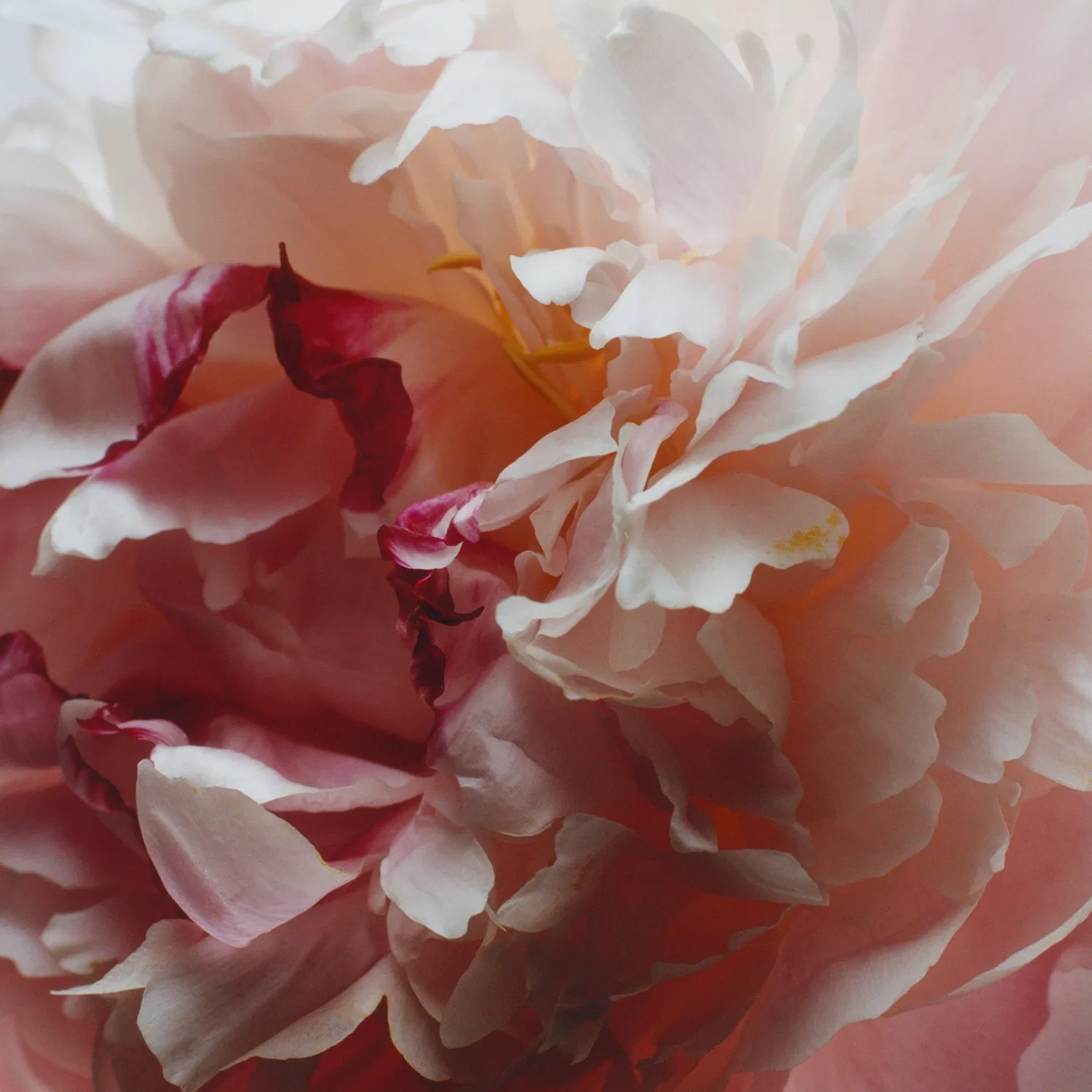 Туалетная вода Peony & Blush Suede, 100 мл, Jo Malone London — фото 3