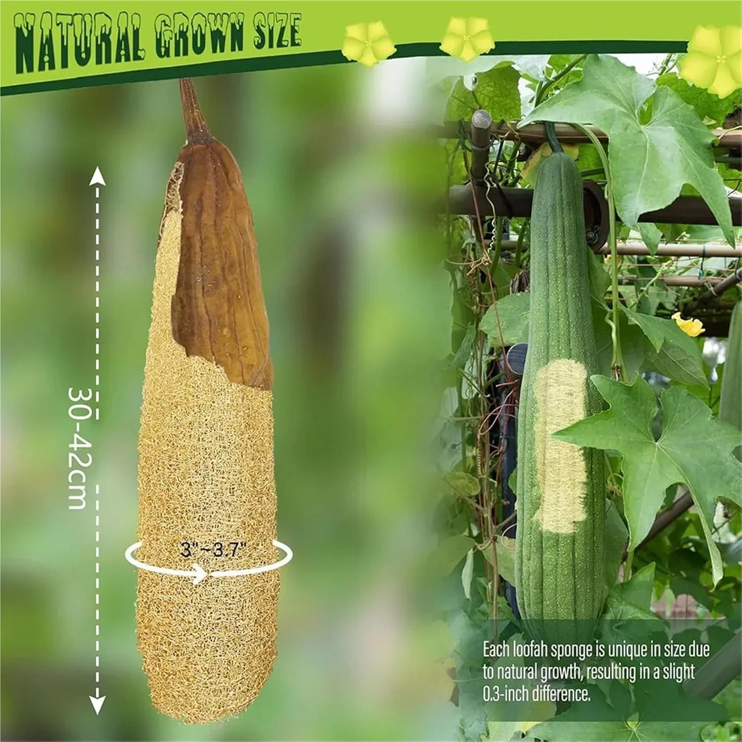 Мочалка для тела, Люфа, Натуральная, 30-40 см, Natural Generisch — фото 3