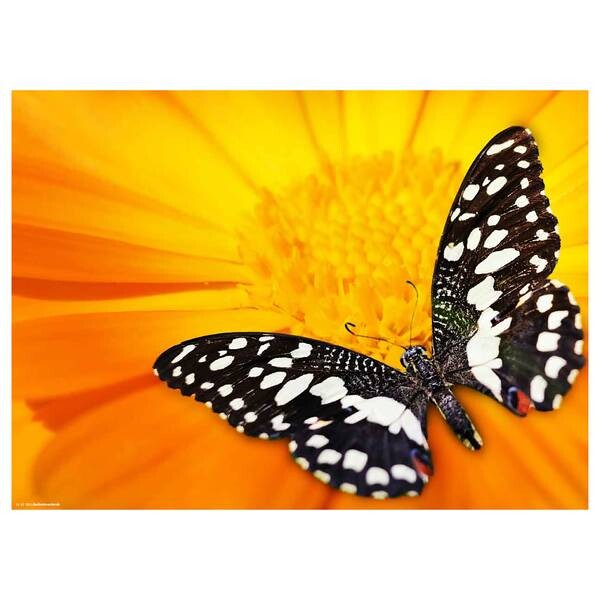 

Подставка для столовых приборов butterfly iii (набор из 12 шт.) Tischsetmacher, мультколор