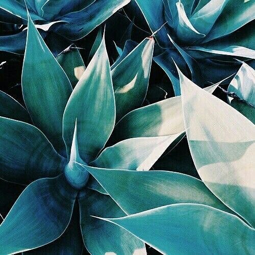 Кондиционер AGAVE после кератина и нанопластики 1000 мл — фото 3