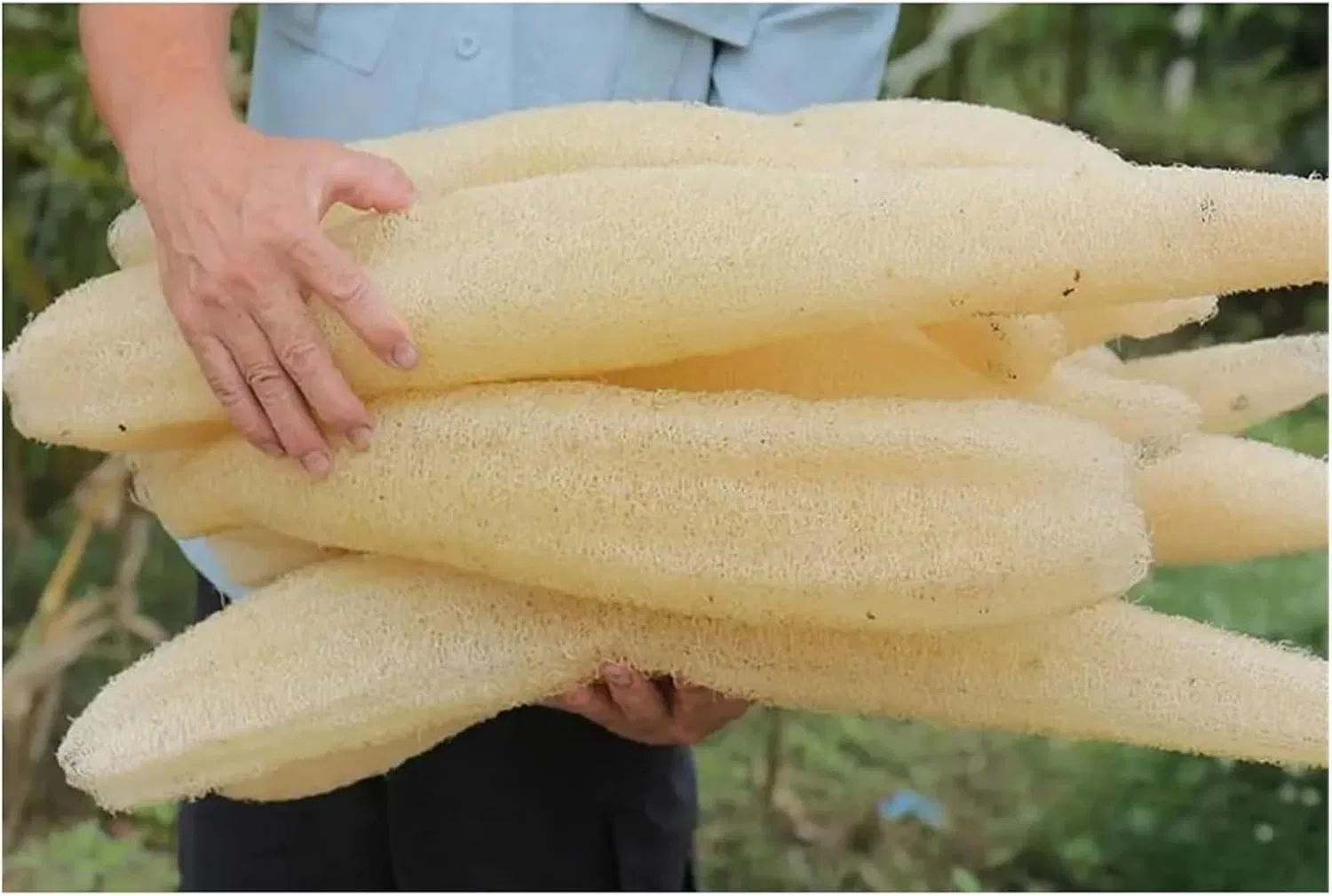 Мочалка из люфы, EGZASDI, 2-4 шт, 10-60 см